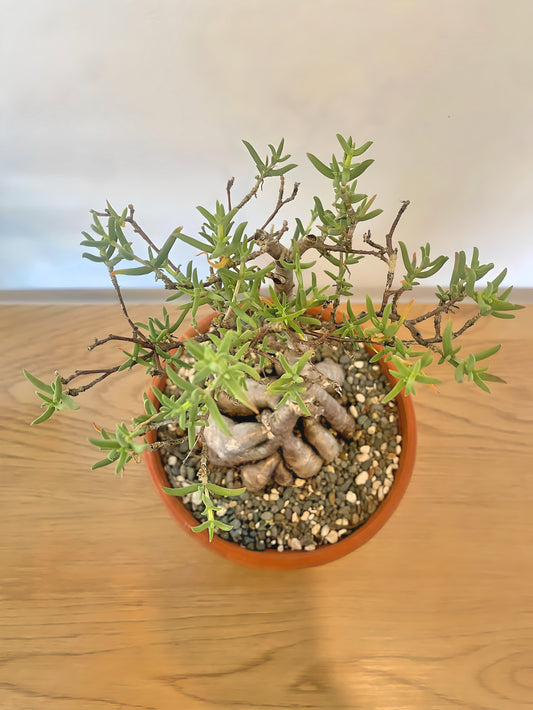 Mestoklema Tuberosum Bonsai