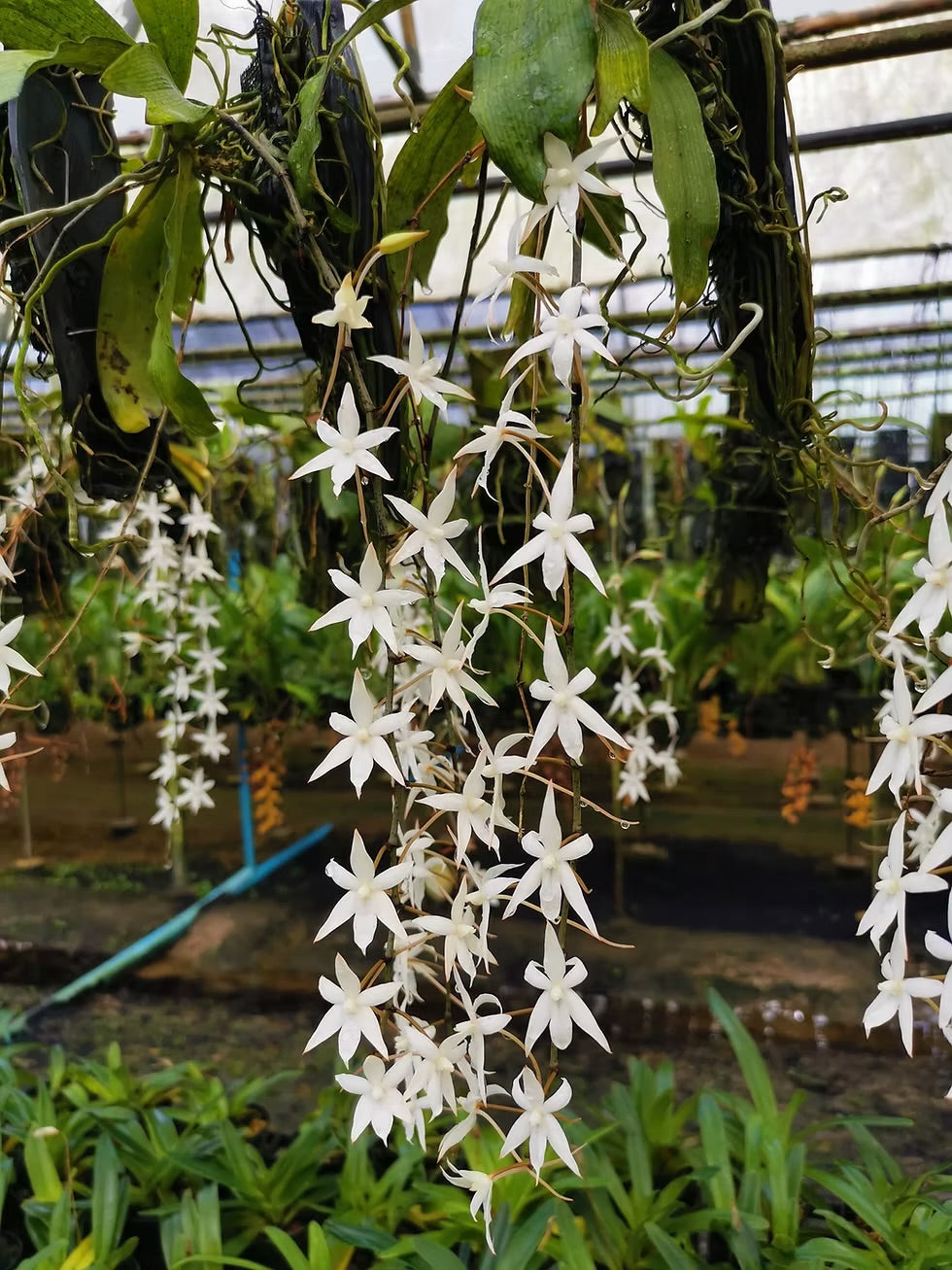 Dendrobium Pugioniforme