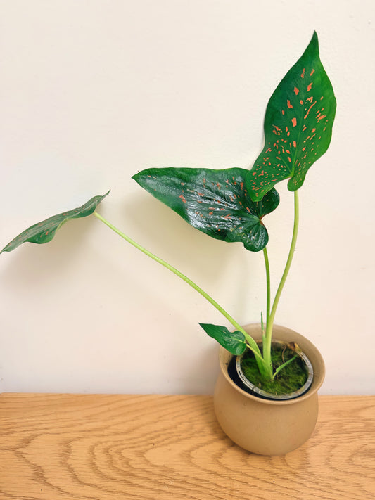 Caladium Rice Bean