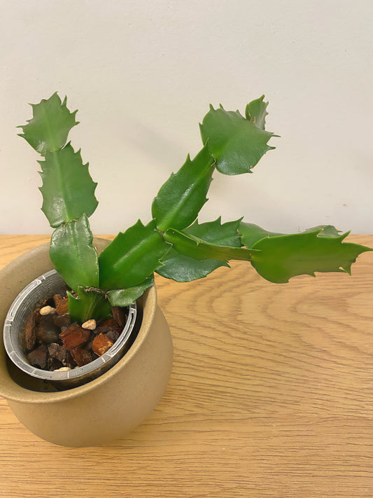 Christmas Cactus