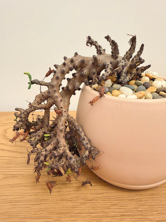 Tylecodon Buchholzianus