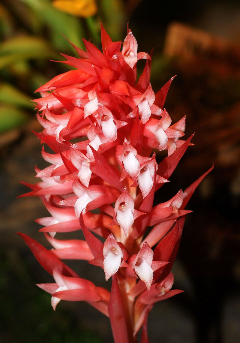 Stenorrhynchos Speciosum
