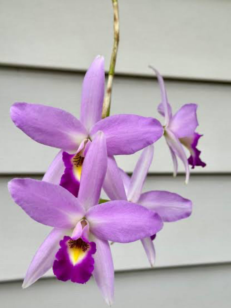 Laeliocattleya (LC.) Interceps