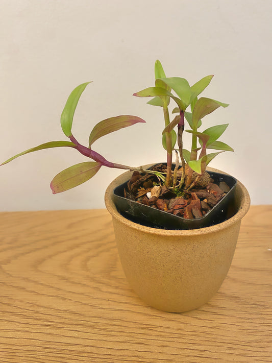 Dendrobium Glomeratum