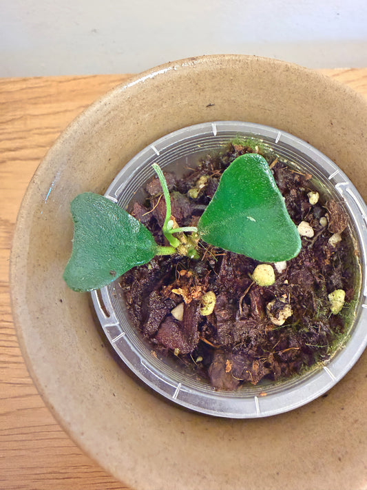 Hoya Manipurensis