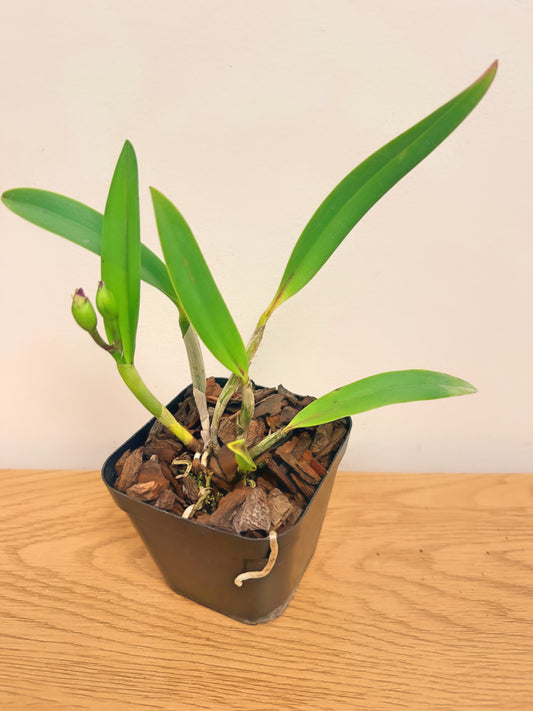 Pot. Rubescent Doll ‘SVO Perfection’ x Slc. Angel’s Fantasy ‘Solar Flair’ FCC/AOS