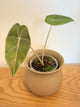 Alocasia Longiloba ‘Purple Vein’
