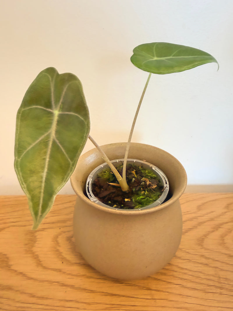 Alocasia Longiloba ‘Purple Vein’