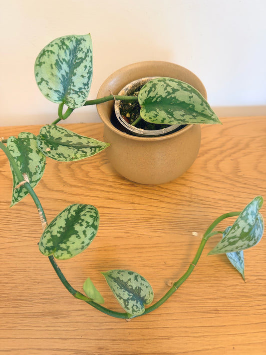 Scindapsus Silver Lady