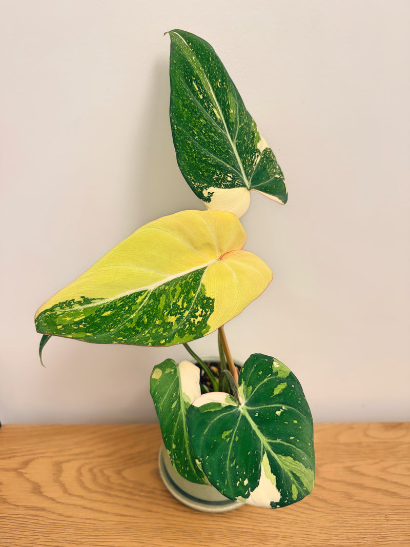 Philodendron Gloriosum Variegated (C)