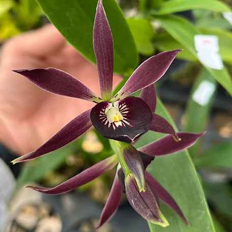 Guarechea Black Comet ‘Indigo-Blue’ (Guarechea Miva Etoile Noire x Prosthechea Cochleata)
