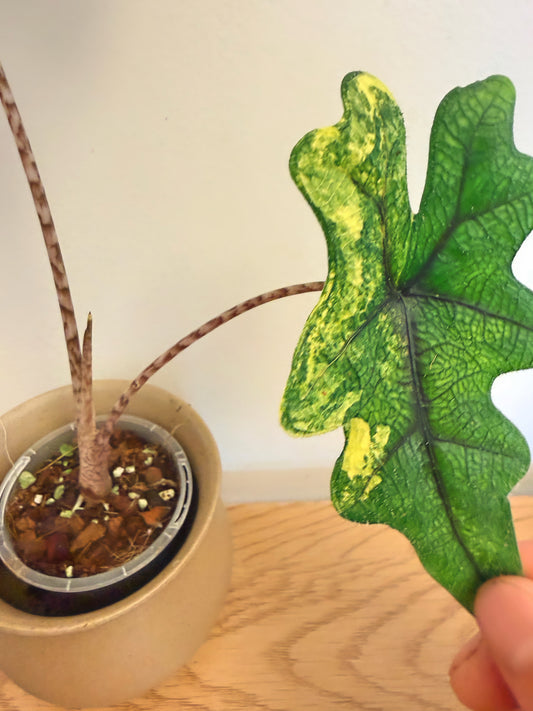 Alocasia Jacklyn Variegated