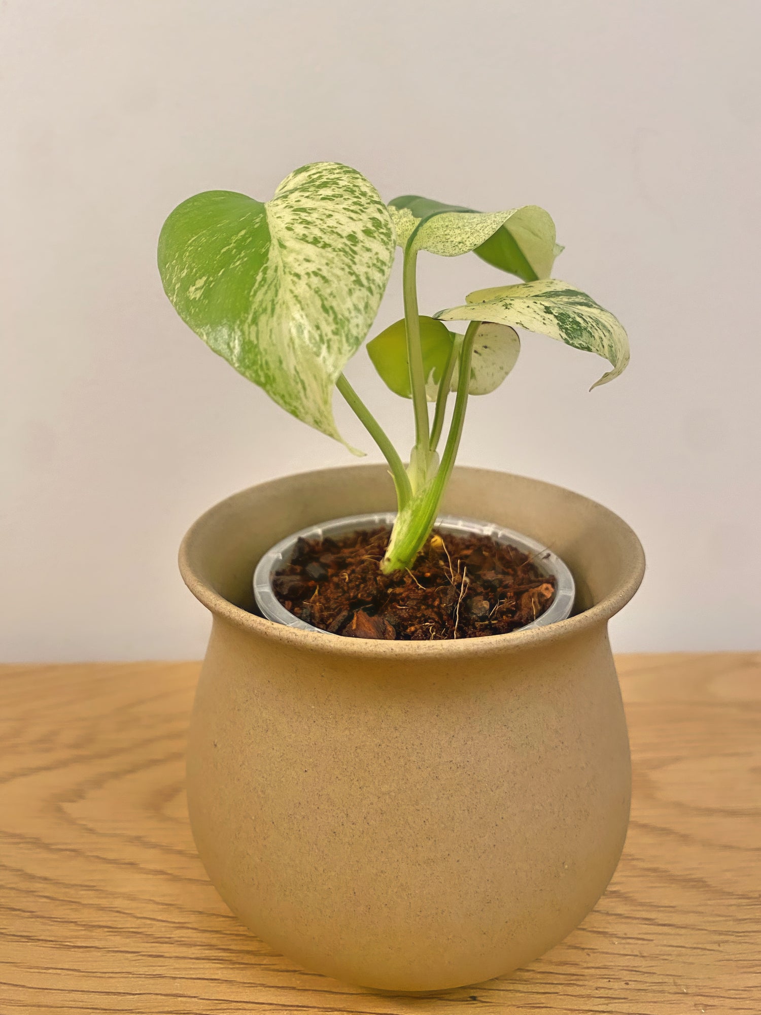 Monstera White Monster