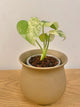 Monstera White Monster