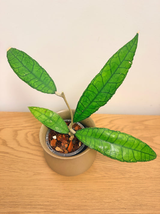 Hoya Finlaysonii Long Leaf (A)