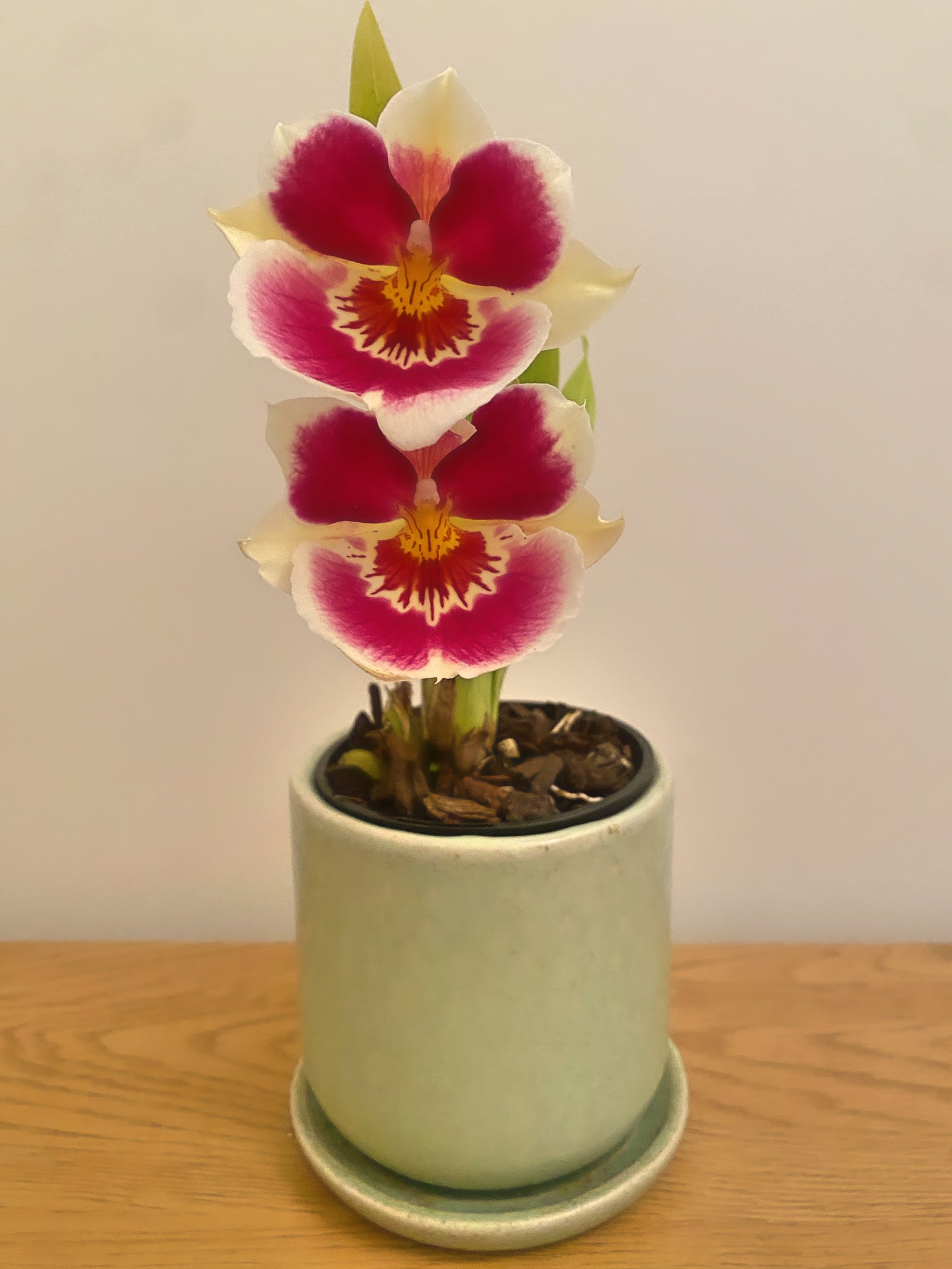 Miltoniopsis Rouge 'Claf Plum'