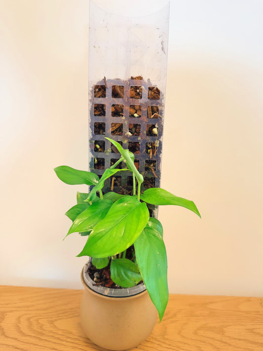Monstera Acacoyaguensis