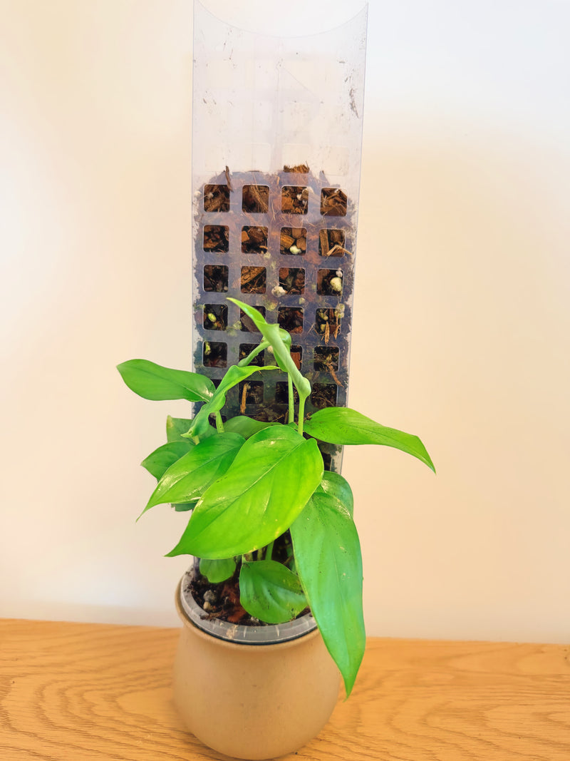 Monstera Acacoyaguensis