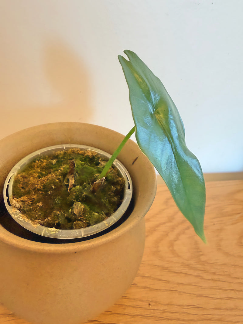 Alocasia Simpo