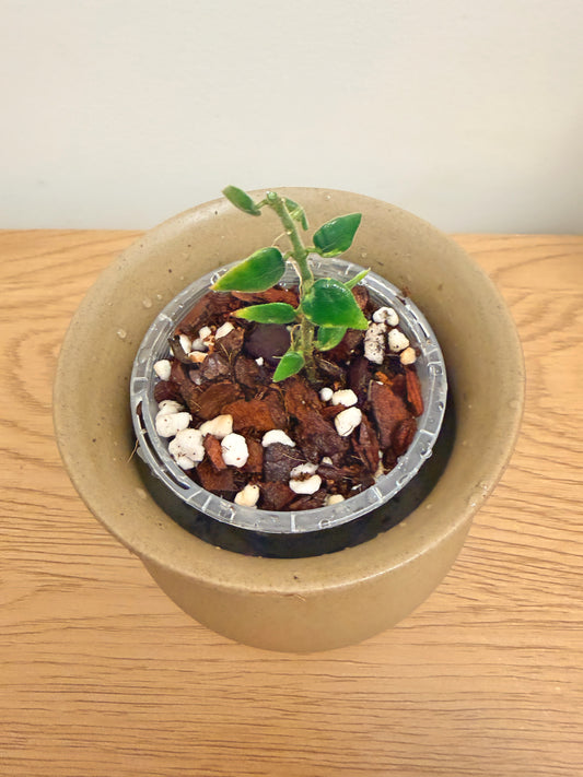 Hoya Chinghungensis