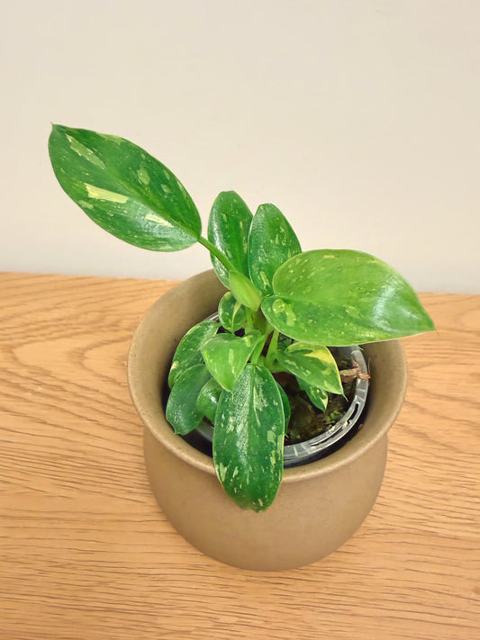 Philodendron Nuclear Congo Variegated