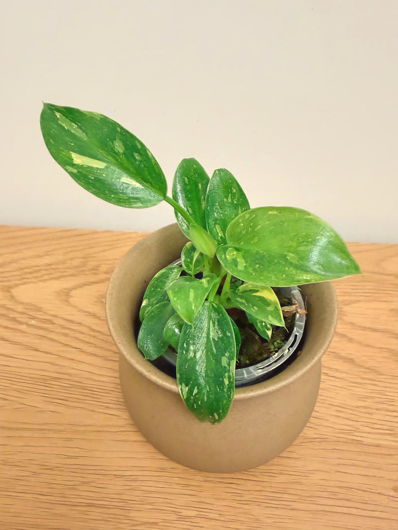 Philodendron Nuclear Congo Variegated