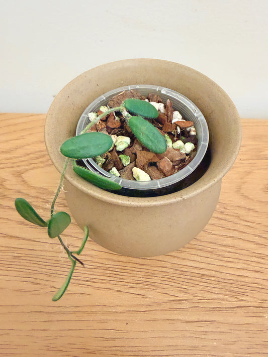 Hoya Spectatissima
