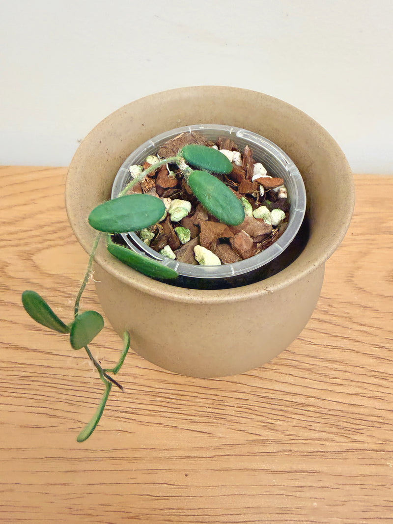 Hoya Spectatissima
