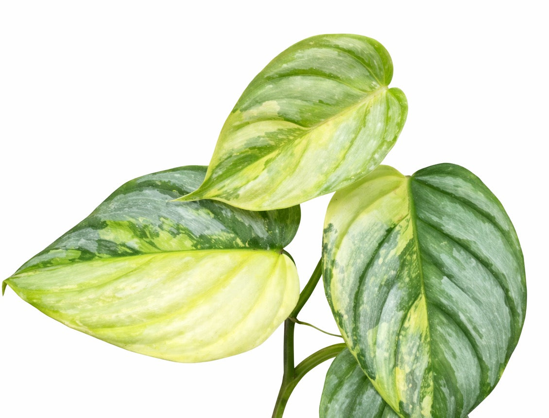 Philodendron Brandtianum Variegated