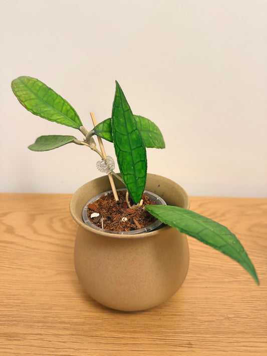 Hoya Finlaysonii Long Leaf (B)