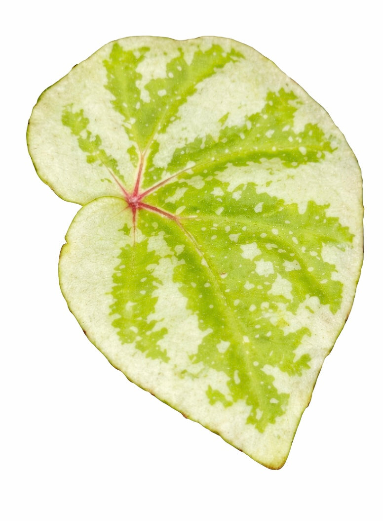 Begonia Temuyuk Silver sp.