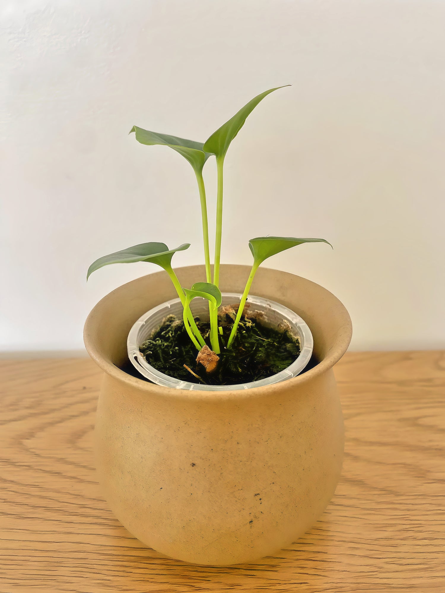 Anthurium Brownii