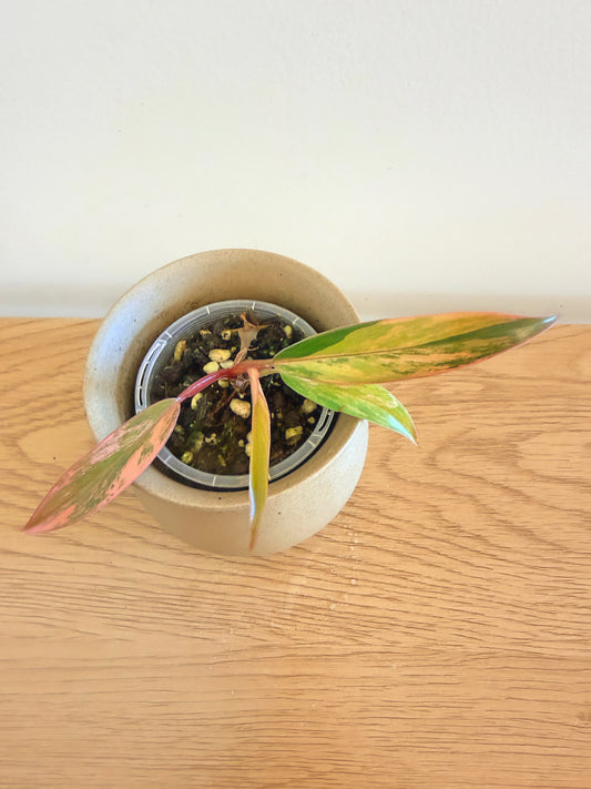Philodendron Caramel Marble (C)