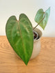 Anthurium AOS (F2) (B)