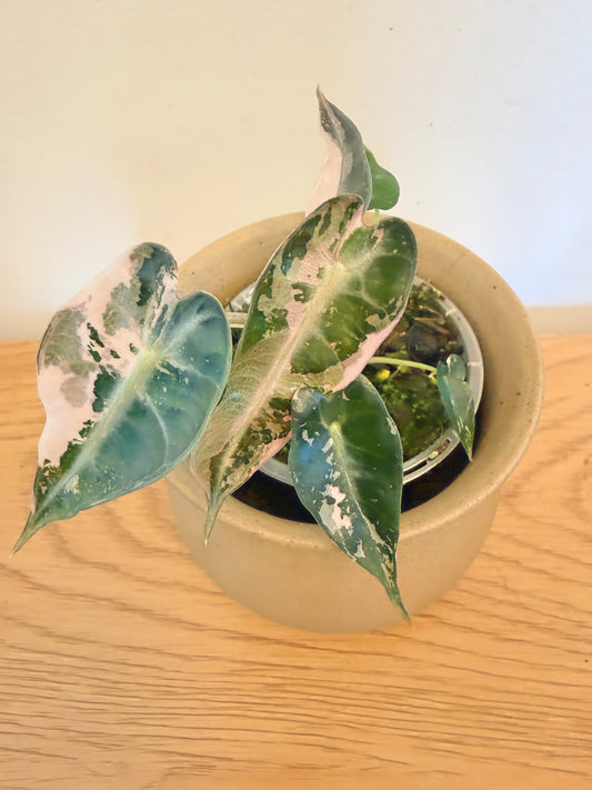 Alocasia Bambino Pink