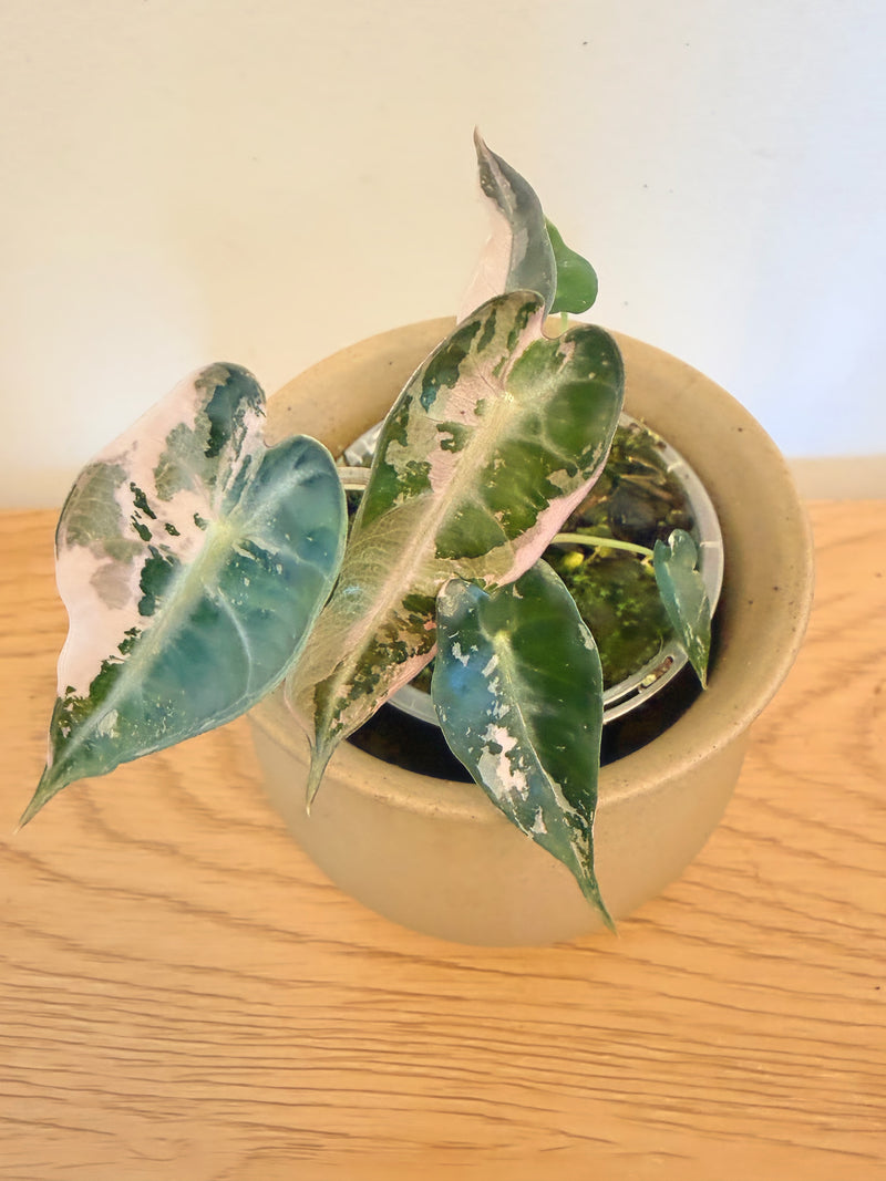 Alocasia Bambino Pink