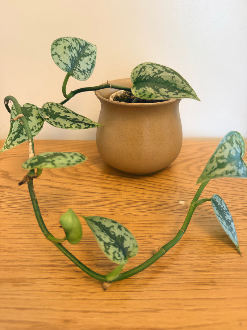 Scindapsus Silver Lady