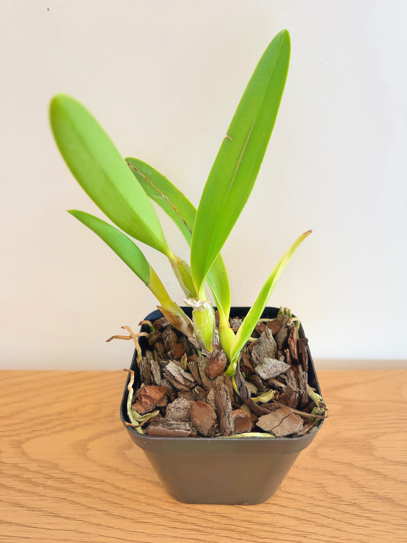 Lc. Mari’s Magic ‘H&R’ x Slc. Angel’s Fantasy ‘Solar Flare’ FCC/AOS