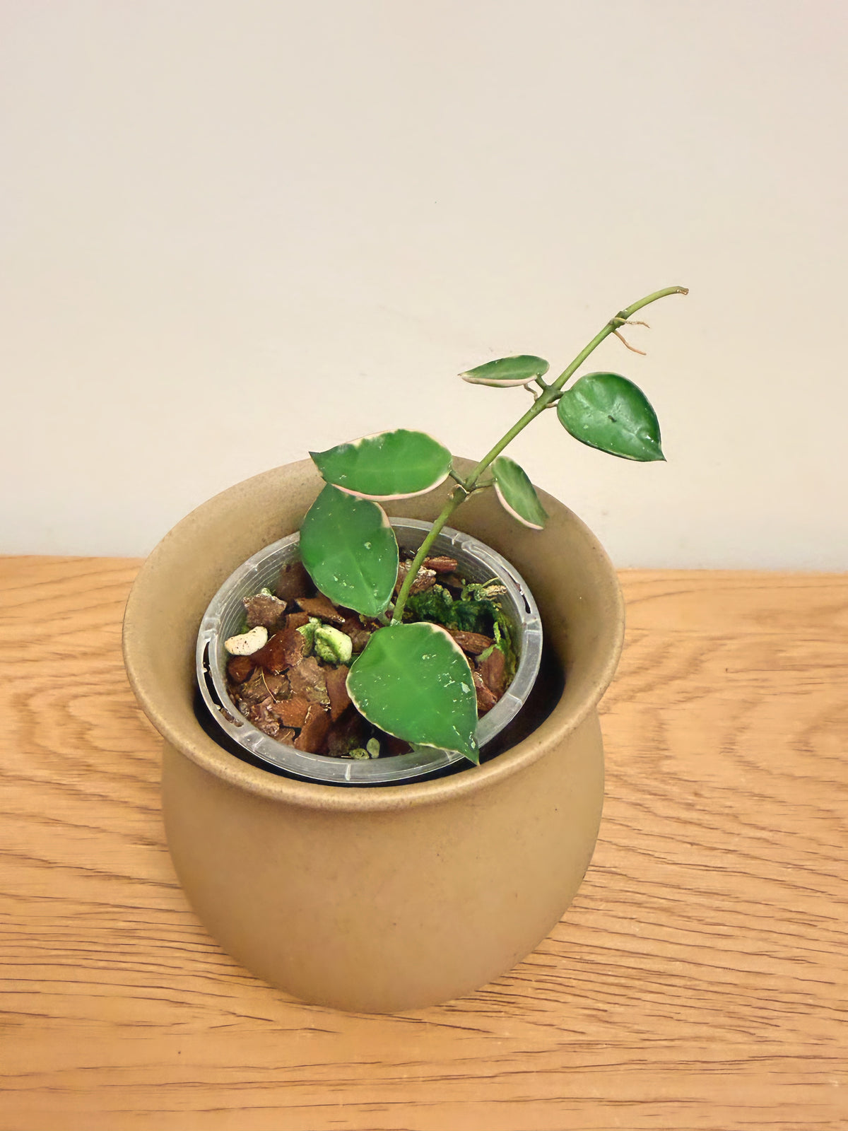 Hoya Lacunosa Asami