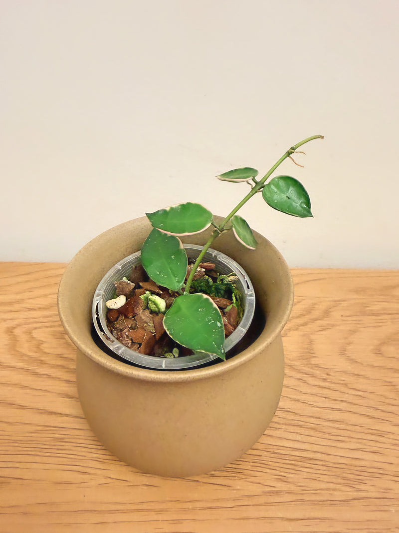 Hoya Lacunosa Asami