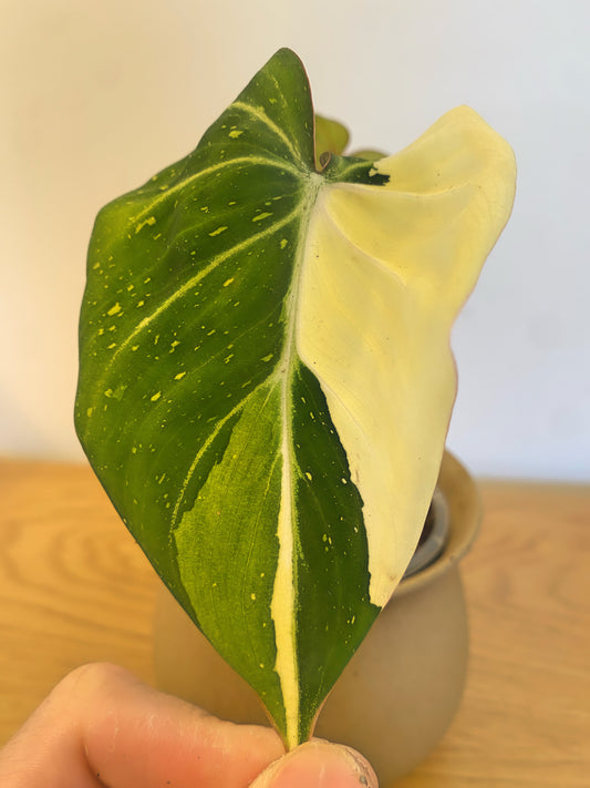Philodendron Gloriosum Variegated (C)