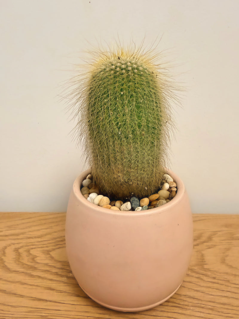 Parodia Leninghausii