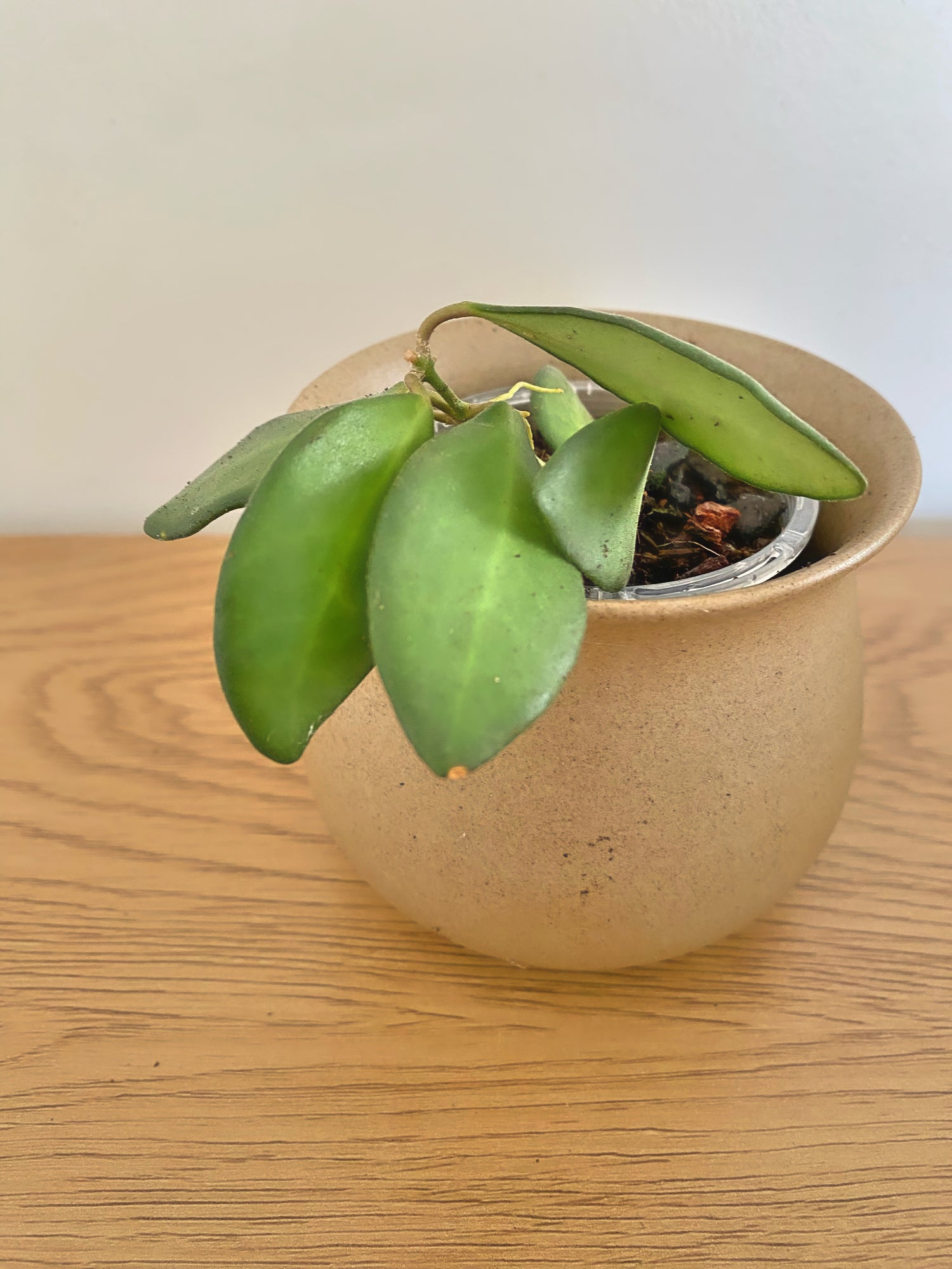 Hoya Burtoniae