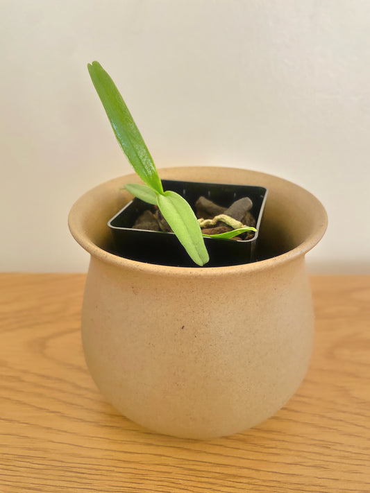 Angraecum Elephantinum x Sib