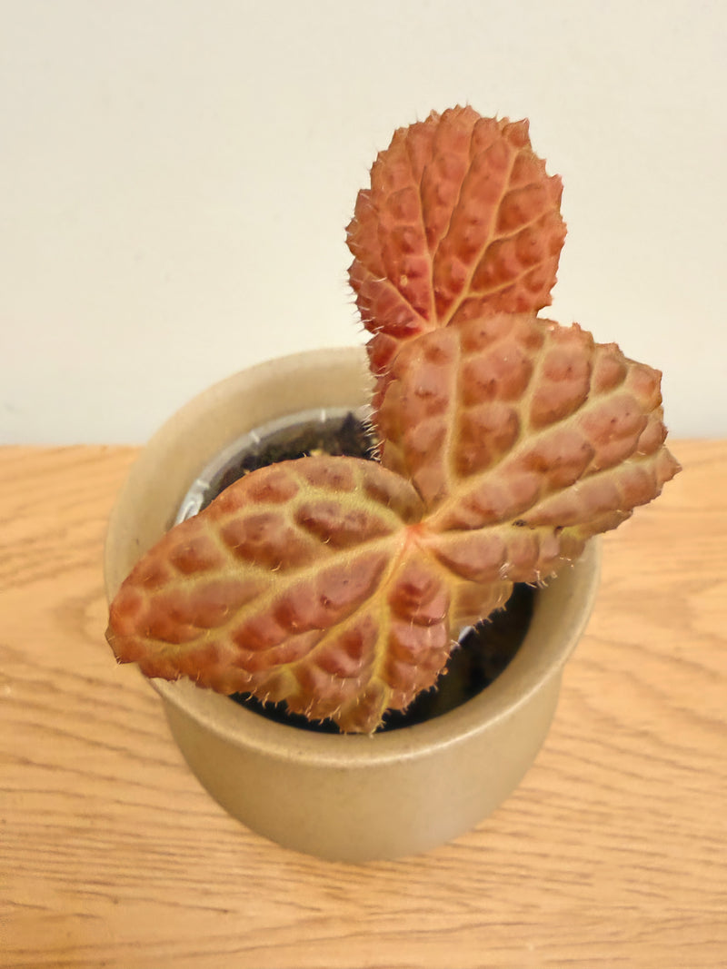 Begonia Baik x Dracopelta