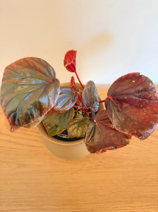 Begonia ‘Mai Dark Galaxy’