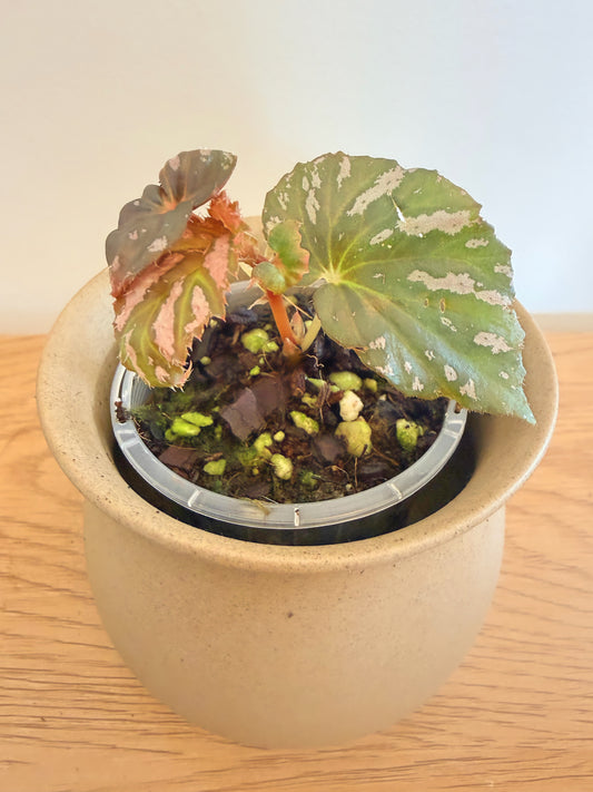Begonia Brevirimosa