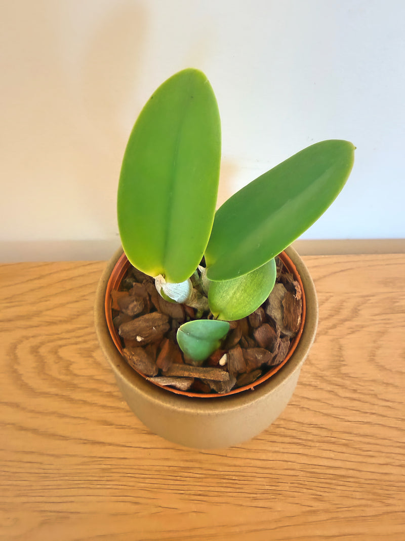 C. Victorian Lace ‘Diamond Orchids’ x L. Pumila f.alba ‘Kathleen’ AM/AOS