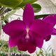 Lc. Mini Purple ‘Princess Road’ x (Lc. Mini Purple x Lc. Mem Robert Strait)