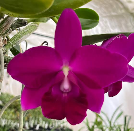 Lc. Mini Purple ‘Princess Road’ x (Lc. Mini Purple x Lc. Mem Robert Strait)